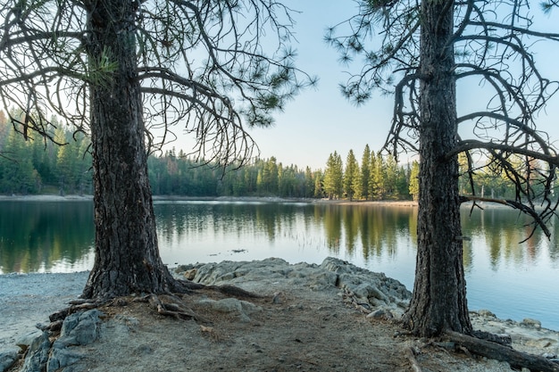 Бесплатное фото Два дерева возле красивого озера в лесу с отражениями
