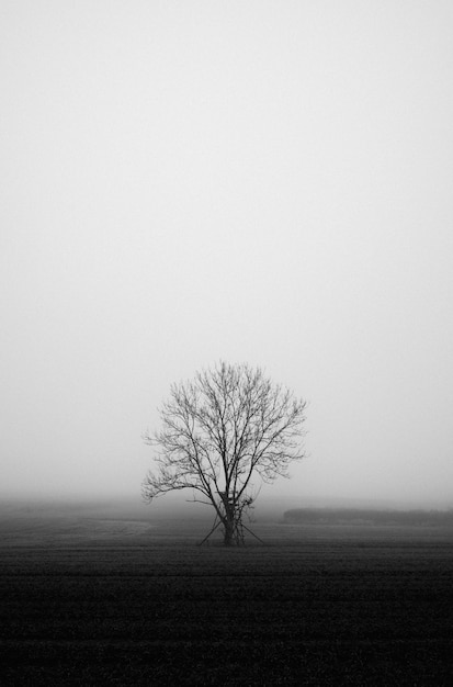 Free photo vertical greyscale shot of a mysterious field covered in fog