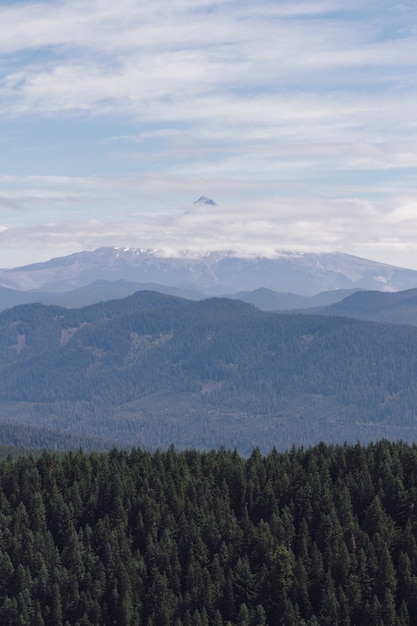 Бесплатное фото Вертикальная съемка туманного горного пейзажа с деревьями одинаковой высоты