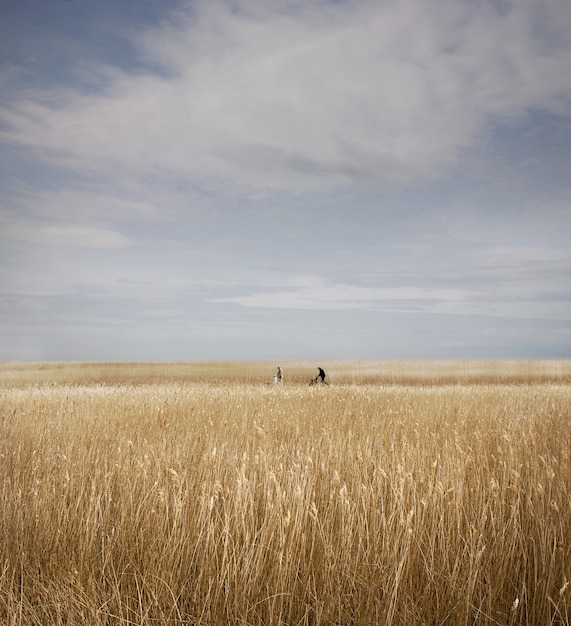 Бесплатное фото Вертикальный снимок поля тростника за снейп maltings в саффолк, великобритания