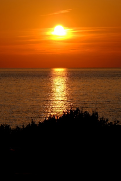 Бесплатное фото Вертикальная съемка силуэт деревьев у моря, отражающие солнце