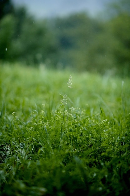 Бесплатное фото Вертикальный снимок цветов на зеленой траве