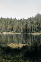 Бесплатное фото Вертикальный снимок отражения высоких деревьев на озере в парке
