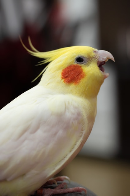 Free photo vertical shot of an adorable cockatiel
