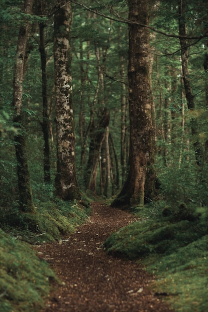 Free photo vertical shot of a beautiful forest with a brown pathway in the middle