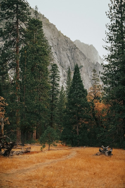 Free photo vertical shot of a field with tall trees and a rocky mountain