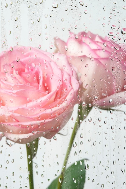 Вид на цветы розы за конденсированным стеклом