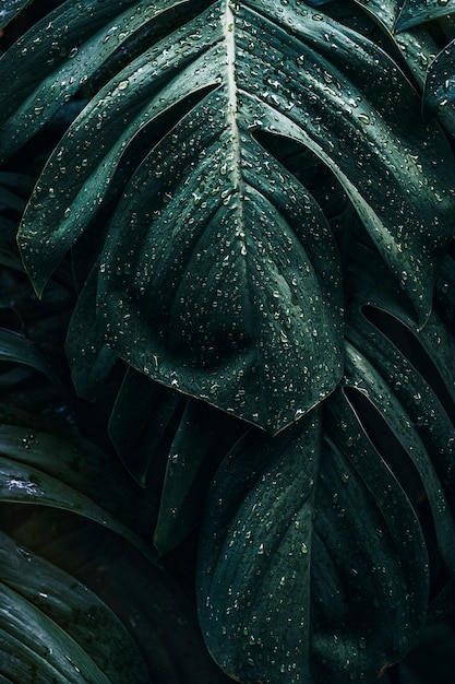 Бесплатное фото Влажные листья растения monstera deliciosa в саду