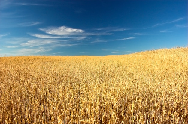 Бесплатное фото Пшеница летом