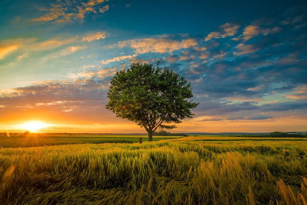 Free photo wide angle shot of a single tree growing under a clouded sky during a sunset surrounded by grass