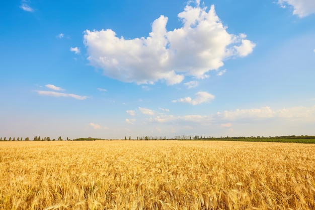 Foto gratuita campo di grano giallo e cielo blu scuro