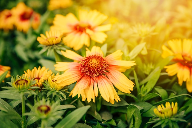 Бесплатное фото Конец вверх желтого цветка gaillardia в луге лета