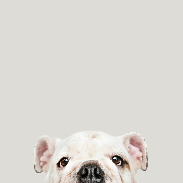 Free photo adorable white bulldog puppy portrait