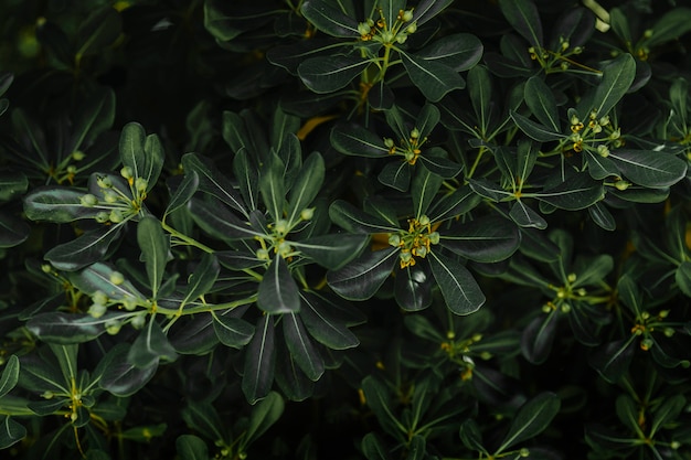 Бесплатное фото Фон зеленых листьев с бутонами