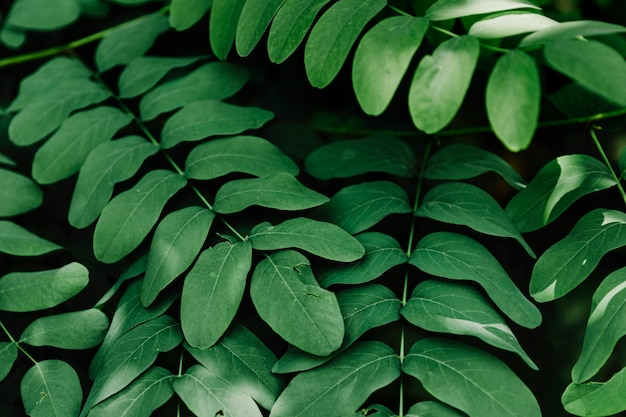 Бесплатное фото Фон естественных зеленых листьев на растении
