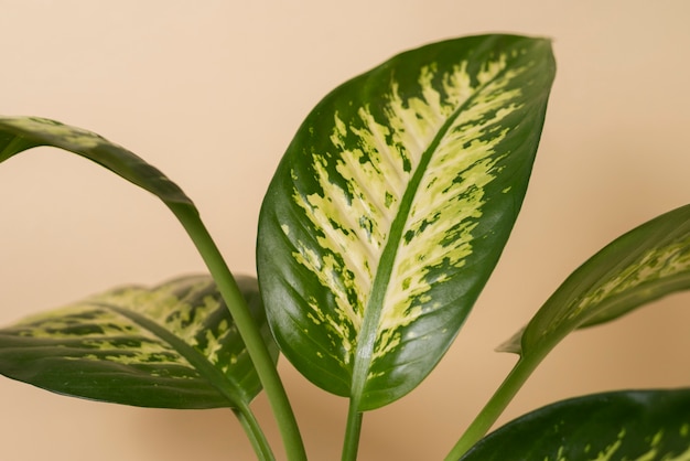 Free photo beautiful bicolor plant details