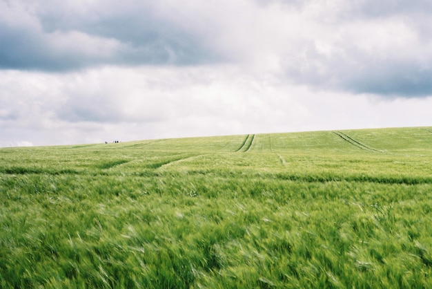Бесплатное фото Красивое зеленое поле с удивительным облачным белым небом