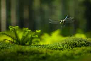 Бесплатное фото Красивая фотореалистичная стрекоза в природе