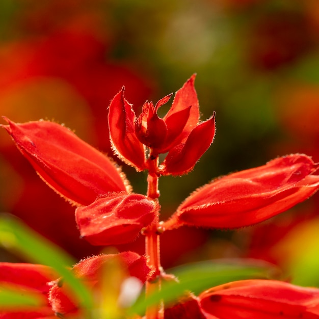 Красивый красный цветок макро природа
