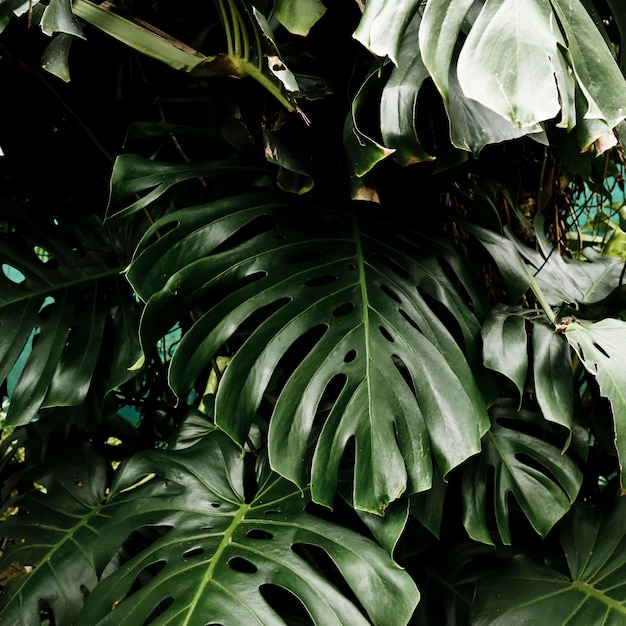 Бесплатное фото Красивые тропические листья фон