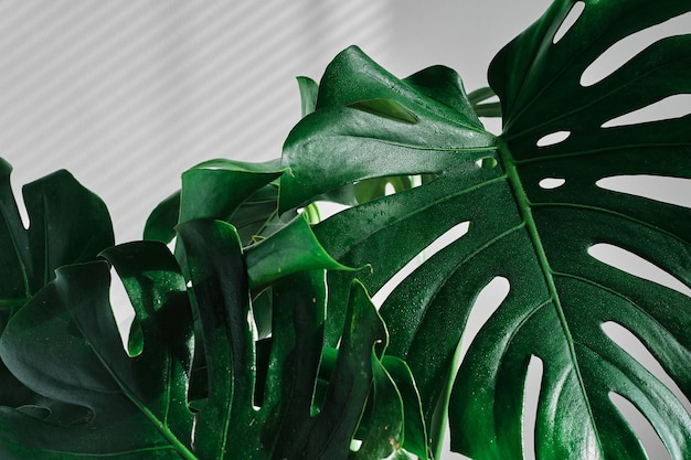 Бесплатное фото Красивый тропический цветок монстера на светлом фоне капли воды на листьях концепция минимализма хипстерский интерьер комнаты в скандинавском стиле пустая стена с полосами тени от жалюзи
