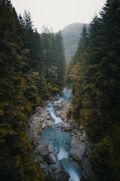 Бесплатное фото Красивая вертикальная съемка реки, протекающей между деревьями и камнями