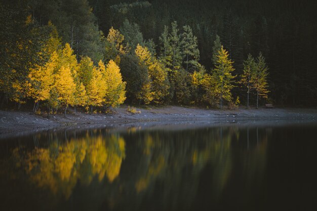 Прекрасный вид на воду возле леса с зелеными и желтыми деревьями