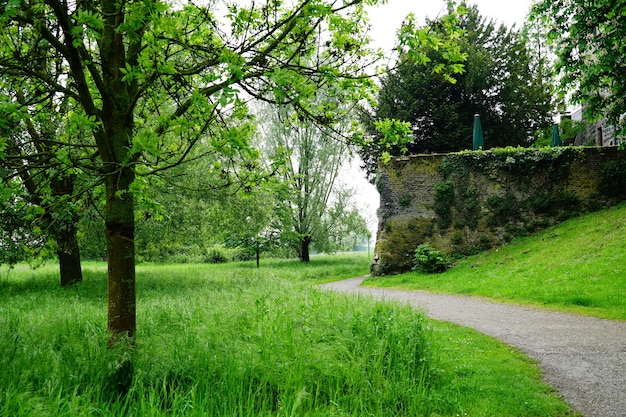 Бесплатное фото Прекрасный вид на тропинку через траву и деревья в парке