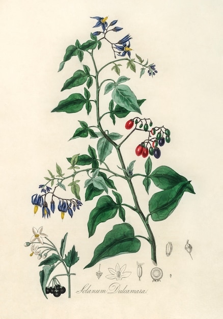 Free photo bittersweet (solanum dulcamara) illustration from medical botany (1836)