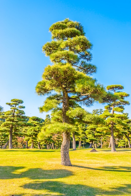 Free photo bonsai tree in the garden of imperial palace at tokyo city japan