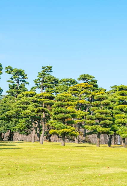 Free photo bonsai tree in the garden of imperial palace at tokyo city