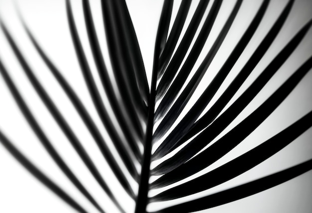 Free photo black and white palm landscape