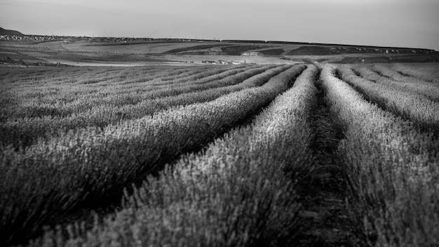Бесплатное фото Черно-белый пейзаж с лавандой