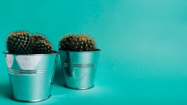 Cactus plant in an aluminum pots against turquoise background
