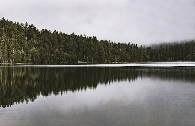 Бесплатное фото Спокойный водоем рядом с лесом