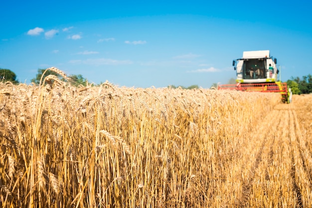 Бесплатное фото Комбайн в поле пшеницы