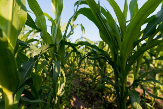 Free photo corn field organic farming concept