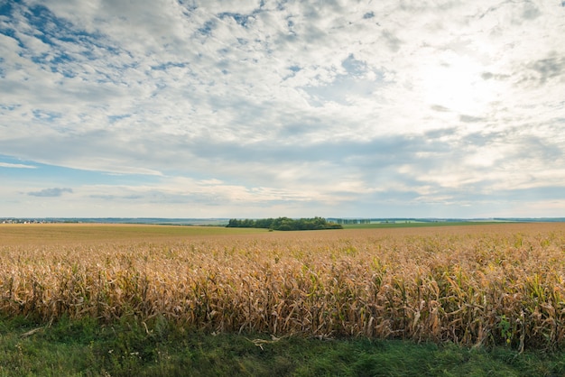Бесплатное фото Кукурузное поле