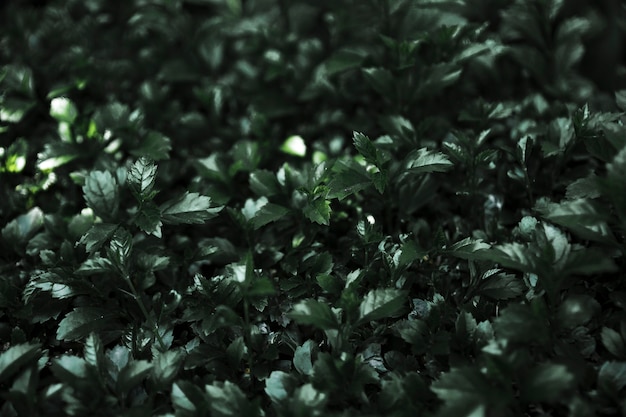 Бесплатное фото Крупным планом тонкие темные листья
