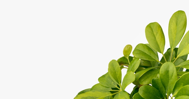 Бесплатное фото Крупным планом зеленые листья с копией пространства