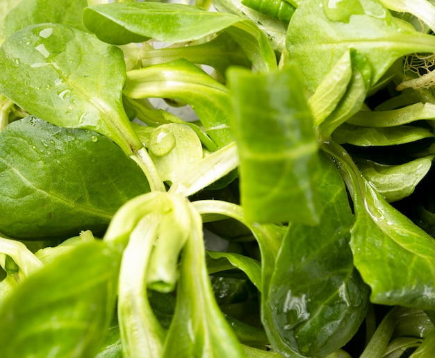 Free photo close-up leaves of fresh salad