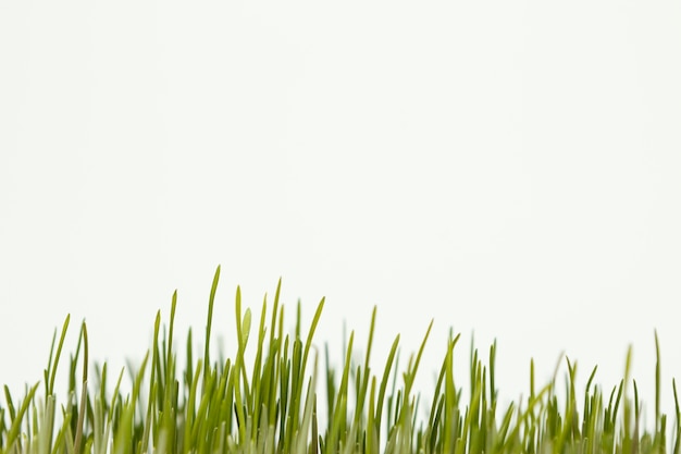 Бесплатное фото Крупным планом натуральная трава