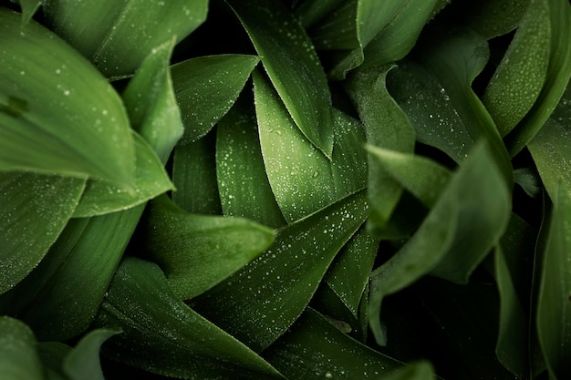 Бесплатное фото Крупным планом на зеленых листьях в природе