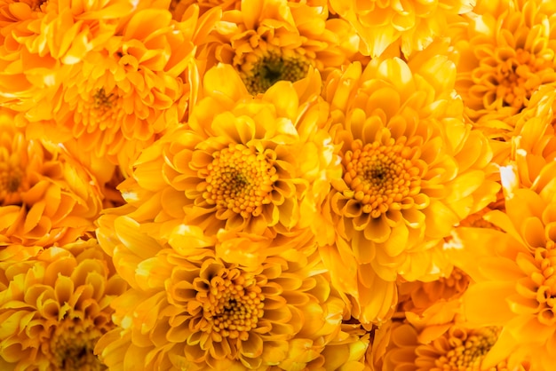 Бесплатное фото Макрофотография хризантемы текстурированный фон