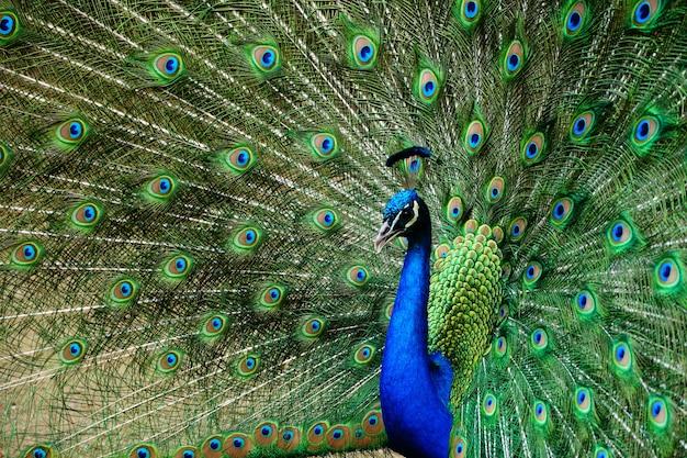 Free photo closeup beautiful shot of a peacock with its tail open