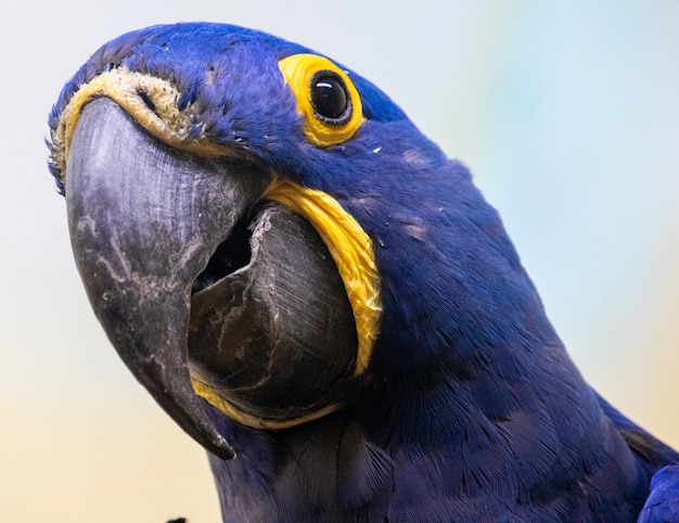 Free photo closeup shot of a blue and yellow parrot