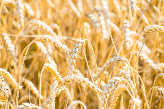 Closeup shot of a golden wheat field in La Rioja, Spain