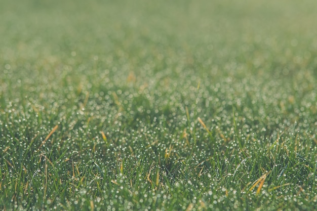 Бесплатное фото Снимок крупным планом зеленой лужайки под солнечным светом