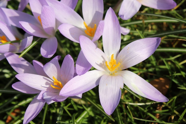 Бесплатное фото Снимок фиолетового весеннего цветка крокуса в саду в солнечный день крупным планом
