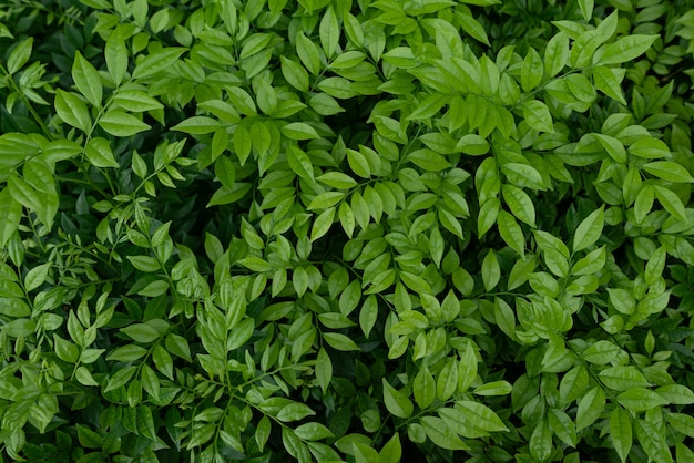 Бесплатное фото Снимок крупным планом небольших зеленых листьев куста